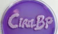 Klebsiella pneumoniae on bromocresol purple lactose agar