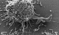 Crosstalk between  dendritic cell and Toxoplasma gondii. © Univ. Tours, Antiparasitic Biopharmaceuticals team Biomédicaments antiparasitaires