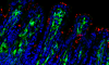 Ileal mucosa of Cx3cr gfp/+ neonatal mice infected by Cryptosporidium parvum. In red, C. parvum, in blue nuclear staining, in green Cx3cr1+ cells. CD64 macrophages and Ly6c+ inflammatory monocytes represent the Cx3cr1+ population. © INRAE, POTIRON Laurent