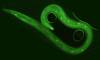 Nematode - Haemonchus contortus L2 larva which have uptaken a solution of fluorescein isothyocyanate (FITC). ©INRAE, BLANCHARD Alexandra