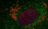 Avian cell infected by the H1N1 avian influenza virus. © INRAE, TRAPP-FRAGNET Laetitia